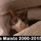 Bella Maisto 2000-2015